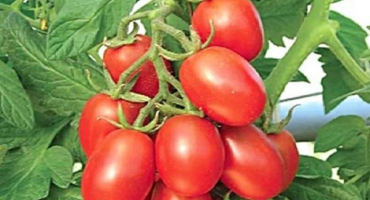 Popis odrůdy rajčat žlutá a červená cukrová švestka, její vlastnosti