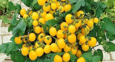 Popis odrůdy rajčete žluté čepice, její vlastnosti a výnos