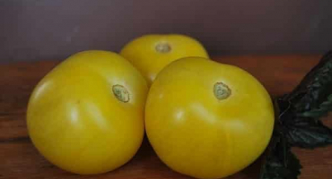 Popis odrůdy rajčatové žluté koule, vlastnosti pěstování a péče