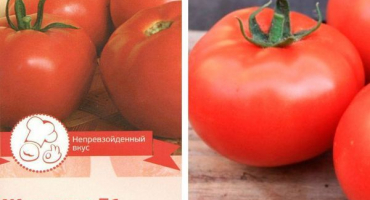 Popis odrůdy rajčat zhenaros a jejích vlastností