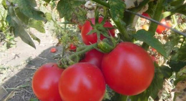 Popis odrůdy rajčat zinulya a jejích vlastností