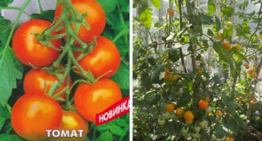 Popis odrůdy rajčete zlatohlávky a její vlastnosti