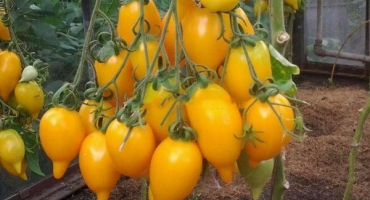 Popis odrůdy rajčete zlatý kanár a její vlastnosti