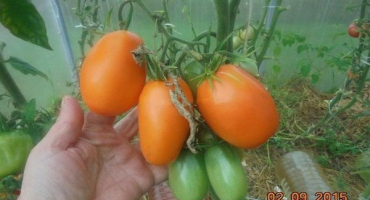 Popis odrůdy rajčatové zlaté střely a jejích charakteristik