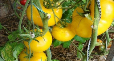 Popis odrůdy rajčatového zlatého býka a jeho vlastnosti
