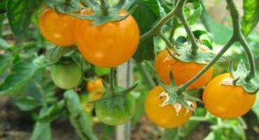Popis zlatého nugetu odrůdy rajčat a jeho vlastností