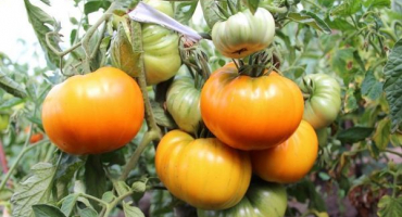 Popis odrůdy rajčat golden age, její vlastnosti a produktivita