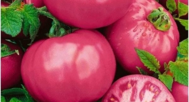 Popis odrůdy rajčat star of the east a její vlastnosti