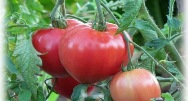 Popis odrůdy rajčat altai růžová, výnos