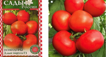 Popis odrůdy rajčat šarlatové plachty a jejich vlastnosti