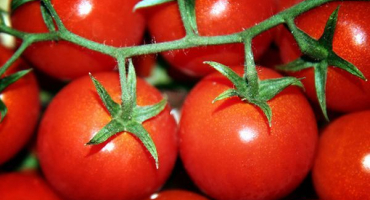 Popis odrůdy sultánových rajčat a pečovatelských funkcí