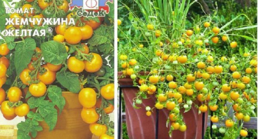 Popis odrůdy perleťově žlutého rajčete a kultivačních vlastností