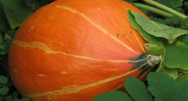 Popis dýňové odrůdy ruská žena