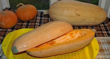 Popis dýňové odrůdy růžového banánu, vlastnosti pěstování a péče