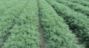 Popis odrůdy kopru aligátora, vlastnosti pěstování a péče