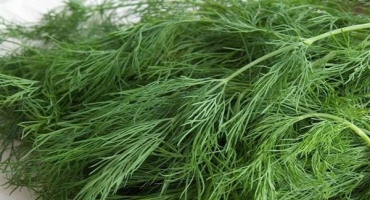 Popis odrůdy kopru aurora, vlastnosti pěstování a péče