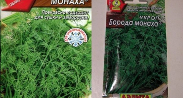 Popis odrůdy koprového mnišského vousu, vlastnosti pěstování a výnos