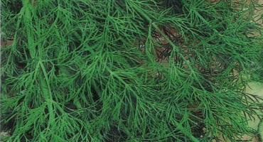 Popis odrůdy kopru herkules, její vlastnosti a pěstování