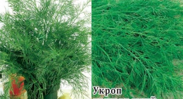 Popis odrůdy koprové houby, vlastnosti pěstování a péče