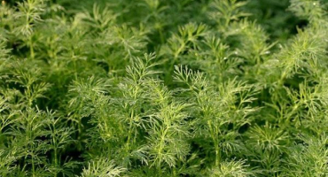 Popis různých koprových ohňostrojů, doporučení pro pěstování a péči