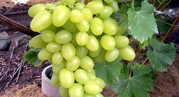 Popis odrůdy arcadia a výnosových charakteristik, výsadby a péče