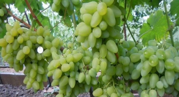 Popis odrůdy bazhena, charakteristika a historie výběru, pěstování