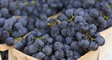 Popis odrůdy isabella a načasování jejího zrání, vlastnosti výsadby a péče, pěstování a prořezávání