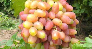 Popis jubilejní odrůdy novocherkassk, charakteristika dat zrání a historie