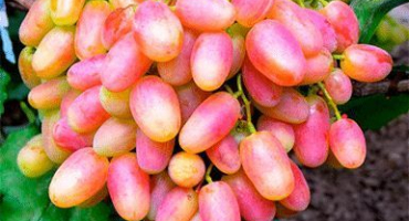 Popis odrůdy julian a výnosové charakteristiky, vlastnosti pěstování