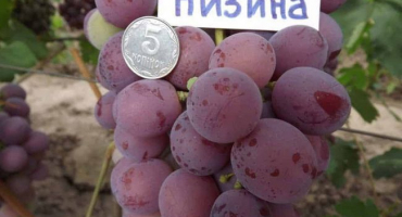 Popis nížinné odrůdy révy vinné a jejích vlastností, výhod a nevýhod