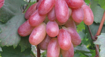 Popis proměny odrůdy a charakteristika doby zrání