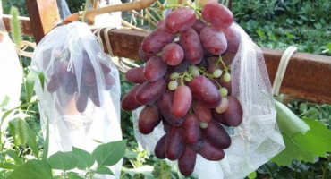 Popis odrůdy rizamat, výnosové vlastnosti a technologie pěstování