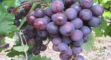 Popis odrůdy rochefort, plodové vlastnosti a historie šlechtění