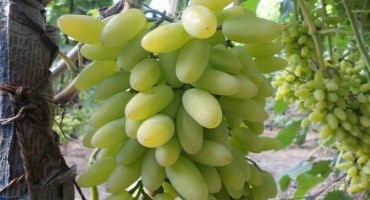 Popis odrůdy timur a charakteristika pěstování a péče