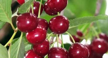 Popis třešňové odrůdy moscow griot a charakteristiky výnosu, výsadby a péče