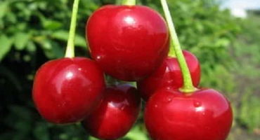 Popis odrůdy třešní lyubskaya, charakteristika výnosu a plodnosti