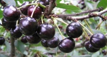 Popis odrůdy antracitové třešně a výnosové charakteristiky, pěstování a péče