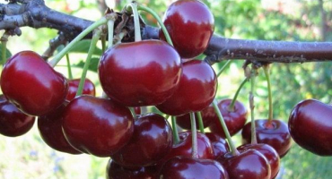 Popis odrůdy karmínové třešně, výnosové charakteristiky a pěstitelské znaky