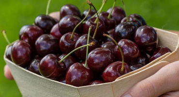 Popis odrůdy třešně brusnitsyna, charakteristika výnosu a mrazuvzdornost