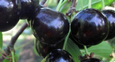 Popis odrůdy třešně chernokorka, historie šlechtění a mrazuvzdornost