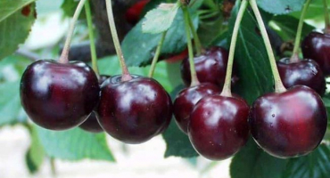 Popis odrůdy třešní mrazu, charakteristika zimní odolnosti a opylovačů