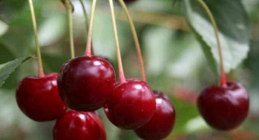 Popis odrůdy třešně sania a vlastnosti stromu a plodů, pěstování a péče