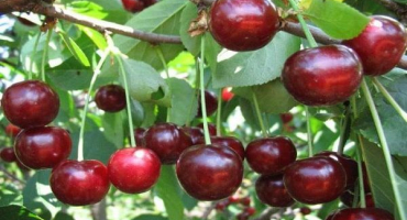 Popis třešňové odrůdy saratovskaya baby, výnosových charakteristik a opylovačů