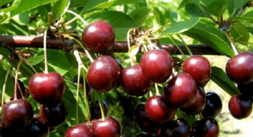 Popis odrůdy třešně tamaris, vlastnosti plodů a výnos