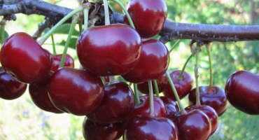 Popis třešňové odrůdy volochaevka, charakteristika stromu, pravidla výsadby a péče