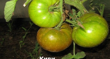 Popis odrůdy zelených rajčat kiwi a její vlastnosti