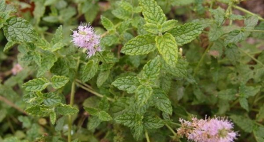 Popis odrůdy jahodové máty, doporučení pro pěstování a péči