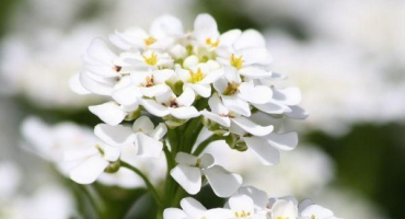 Popis odrůd alyssum, výsadba, pěstování a péče na otevřeném poli