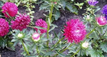 Popis odrůd čínských aster a kultivačních prvků