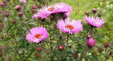 Popis nových anglických aster rozmanitostí, výsadby a rysů péče